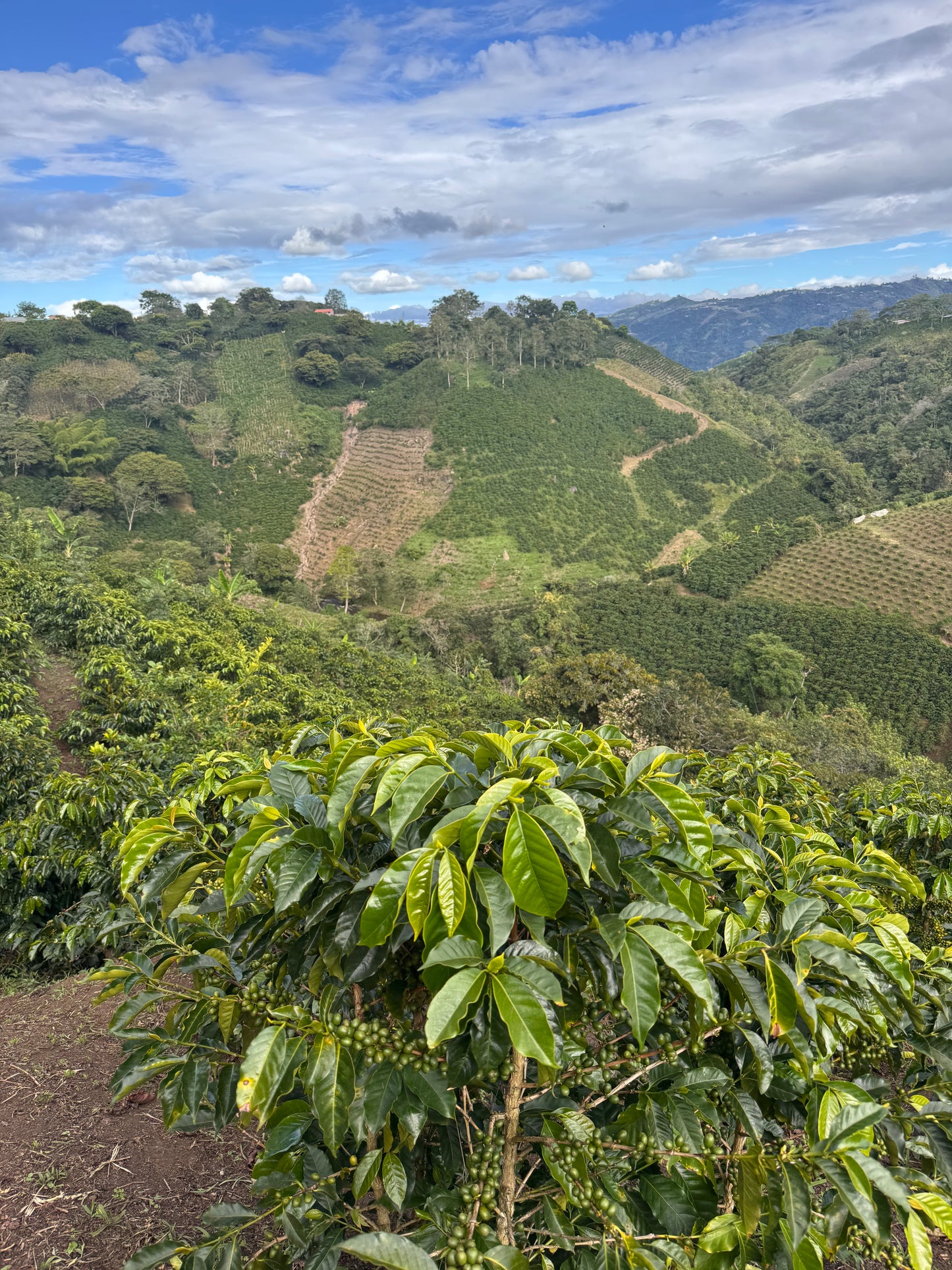 Columbia- El Rancho Ombligon Natural
