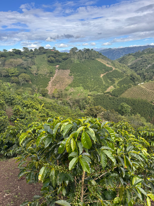 Columbia- El Rancho Ombligon Natural